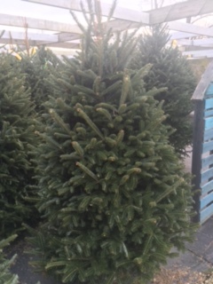 See What We Can Grow Together Walnut Grove Nursery In Louisville Ky Fraser Fir