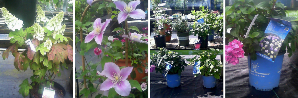 We offer the best deals at Walnut Grove Nursery.