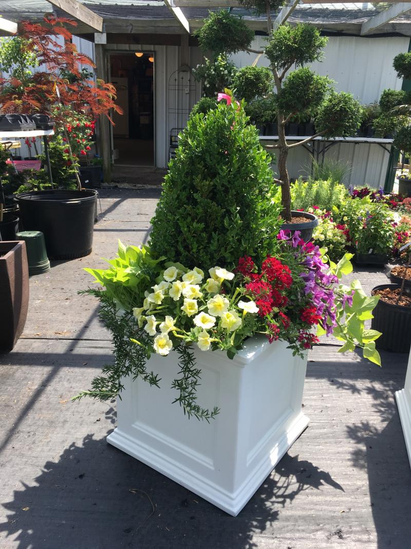 boxwood container