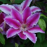 clematis