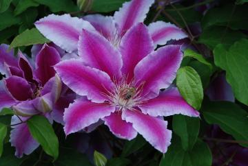 clematis