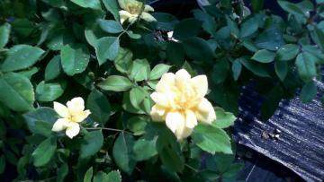 Shrub Available at Walnut Grove Nursery