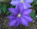 Use this perennial vine or any of the many varieties of Clematis to add blooming color to any fence or trellis.