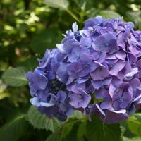 Add a touch of soothing blue with this blue hydrangea to your semi-shade areas.