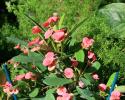 Beautiful Pink Flowers