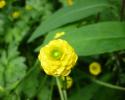 This annual flower (Zinnia) is used in gardens and in landscaping beds.