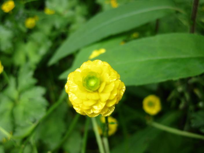 This annual flower (Zinnia) is used in gardens and in landscaping beds.